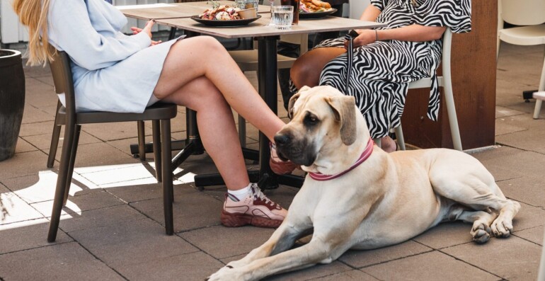 Hund som vilar vid bord på uteservering